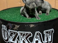 Blue french bulldog yavrularımız yeni ailelerini arıyor