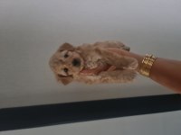 Çok büyümeyen minyatür maltipoo minnaklarım