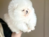 Efsane Üst Kalite Sıfır Burun Dişi Pomeranian