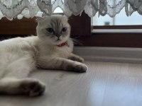 Scottish fold