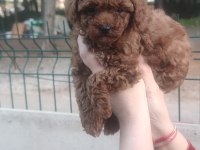 Kore kan toy poodle yavruları