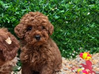 Ruhsatlı çiftliğimiz burkemden yılbaşı şekeri poodle