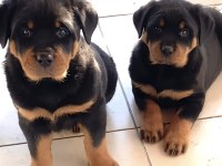 Varsa daha iyisi rottweiler o da annesi