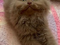 British Longhair Cinnamon