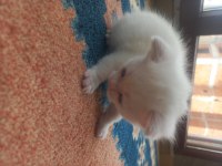 1,5 aylık siyam albino hem nadir hem genetik olarak nadir