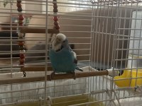MUHABBET KUŞU KAFESİYLE BİRLİKTE