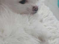 10 güne hazır kar beyaz yavru köpekler