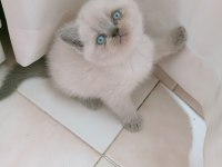 Mavi gözlü blue point british shorthair yavrular