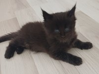 Xxl boy maine coon yavruları