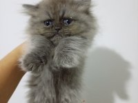 Safkan british longhair