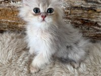 British longhair kedimiz
