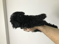 Siyah toy poodle erkek