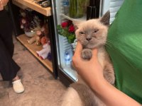 Uygun Puanlı Erkek Blue Point British Shorthair Yavrum