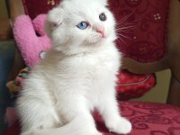 Pofuduk scottish fold white