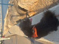1 yıl 9 aylık terrier mersin
