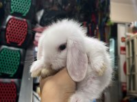 Misminnak Lop tavşanlarımız 