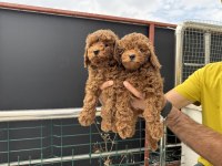 Petmode köpek çiftliğinden toy poodle yavrularımız