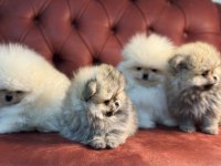 Wc eğitimli tea cup pomeranian yavrularımız