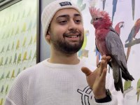 Full Eğitimli Gül Kakadu Papağanımız