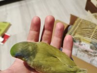 Yavru forpus papağanı