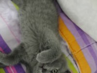 Erkek yavru british shorthair
