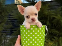 Oyuncak gibi mini boy WC eğitimli chihuahua