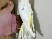 56 GÜNLÜK KUSURSUZ LUTİNO SULTAN BEBEK