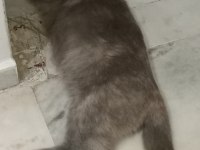 Sahiplenilme 1 yaşında scottish fold