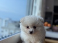 3 aylık ped eğitimli pomeranian boo