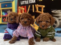Safkan Toy Poodle