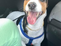 ÇOK ACİL JACK RUSSELL CİNSİ ÇOCUĞUMUZA YUVA!