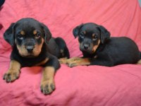 A Klass Rottweiler Yavruları