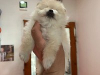Pomeranian boo