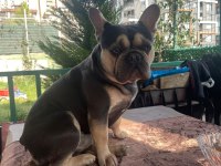 Benim adım Taysın french bulldog