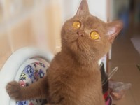 British Shorthair Cinamon