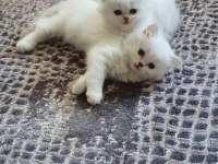 65 günlük mavi gözlü british longhair