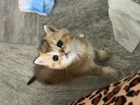 Mükemmel golden british shorthair kedimiz