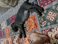 İstanbul Beylikdüzünden cane corso
