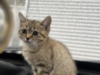 British shorthair golden black