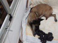 A kalite malinois siyah sevenlere