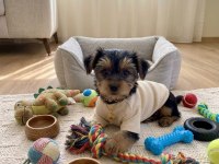 Hiç tüy dökmeyen alerji yapmayan ırk köpeğimiz