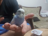 Ele alıştırmalık Jumbo kırıkları kuşlarımız