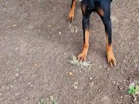 Doberman Korucularım