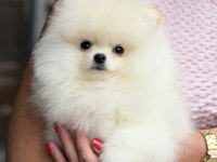 Üst Düzey Biblo Erkek Pomeranian Boo