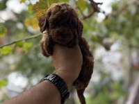 Sağlık ve ırk garantili toy poodle yavrularımız
