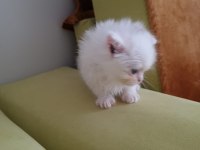 2 AYLIK BLUE POİNT BRİTİSH LONGHAİR KEDİLERİMİZ