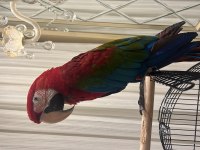 ARA MACAW PAPAĞANI