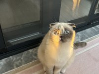 Scottish fold güzel kızım