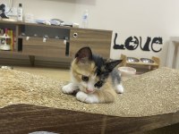 GEBZEDE YAVRU KEDİ