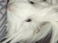 Dişi Guinea pig